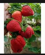 Beda Strawberry Mencir Dan California